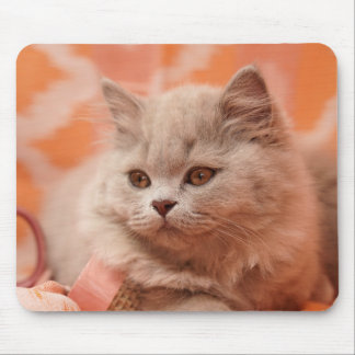 Britse kortharige kat, Britse langharige kat, Lila Muismat