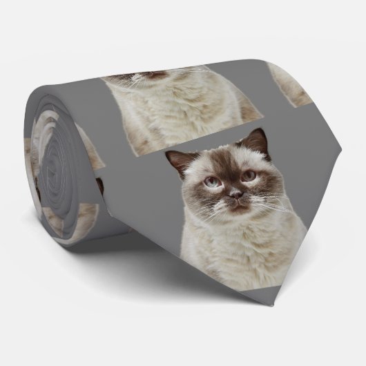 Britse kortharige kat stropdas (Opgerold)