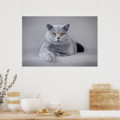 Britse kustkat poster (Keuken)