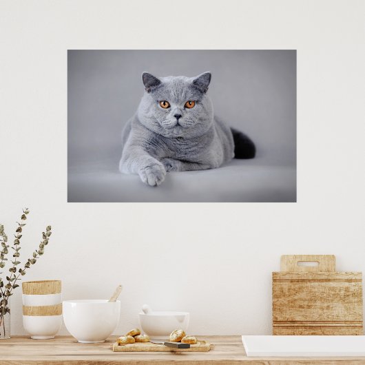 Britse kustkat poster (Keuken)