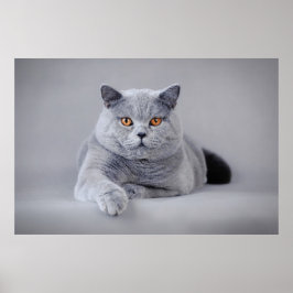 Britse kustkat poster