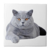 Britse kustkat tegeltje (Voorkant)