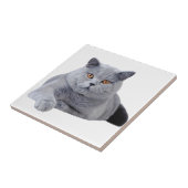 Britse kustkat tegeltje (Zijkant)