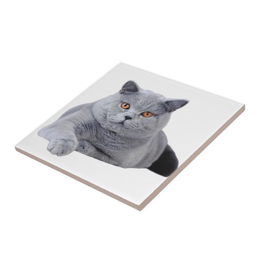 Britse kustkat tegeltje (Zijkant)