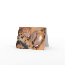 Britse Oxford Sandy & Black Schattige Biggetjes