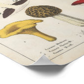 britse schimmels | Charlotte Mary Yonge Poster (Hoek)