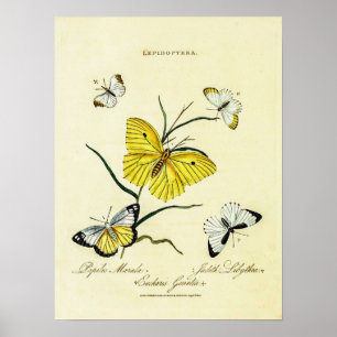  Britse vlinders Poster