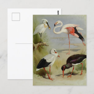 Britse vogels, kunstillustraties briefkaart