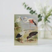 Britse vogels, kunstillustraties briefkaart (Staand voorkant)