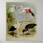 Britse vogels, kunstillustraties poster (Voorkant)