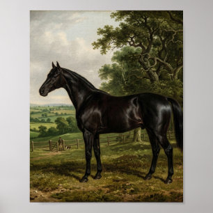 Britse volbloedhengst stal I Poster