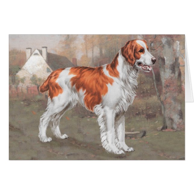 Brittany in het veld (Voorkant Horizontaal)