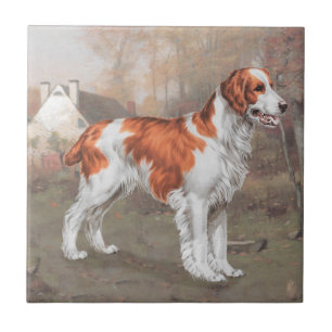 Brittany in het veld tegeltje