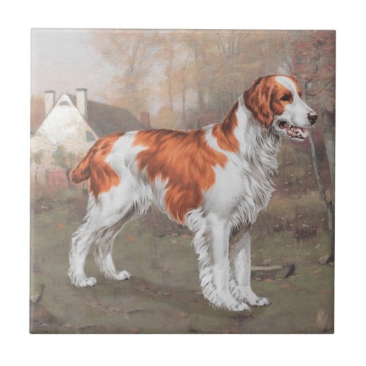 Brittany in het veld tegeltje (Voorkant)