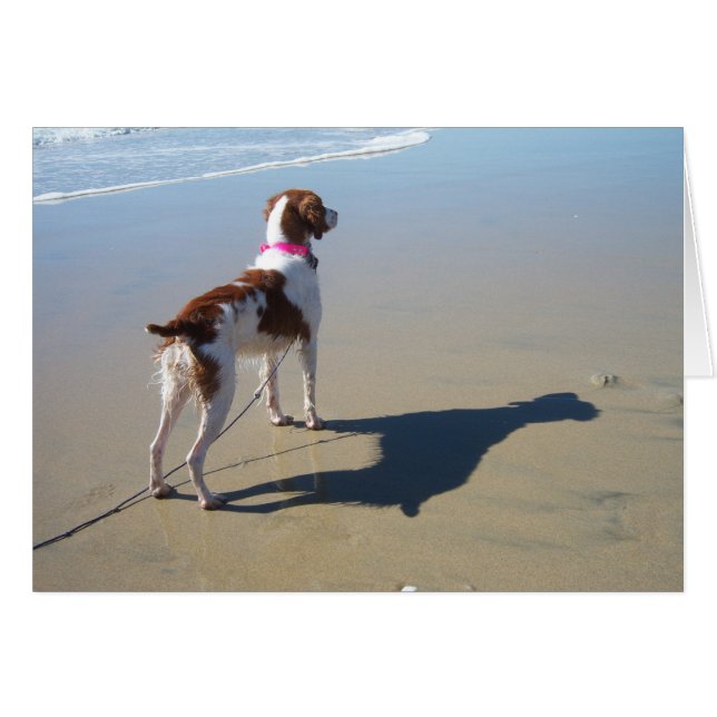 BRITTANY OP DE BACH (Voorkant Horizontaal)