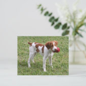 Brittany Pup "Rusty" Postcard Briefkaart (Staand voorkant)