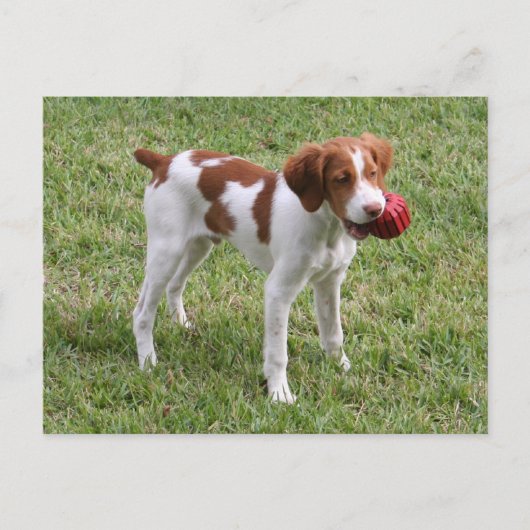 Brittany Pup "Rusty" Postcard Briefkaart (Voorkant)