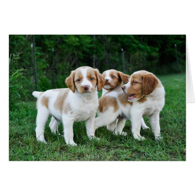 Brittany puppies (Voorkant Horizontaal)
