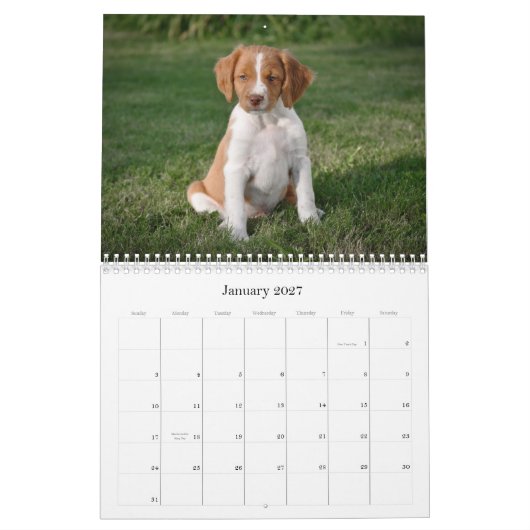 Brittany Puppies Calendar Kalender (Jan 2027)