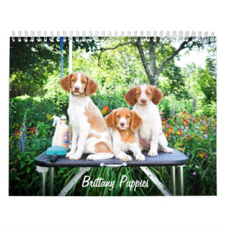 Brittany Puppies Calendar Kalender