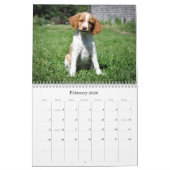 Brittany Puppies Calendar Kalender (Feb 2026)