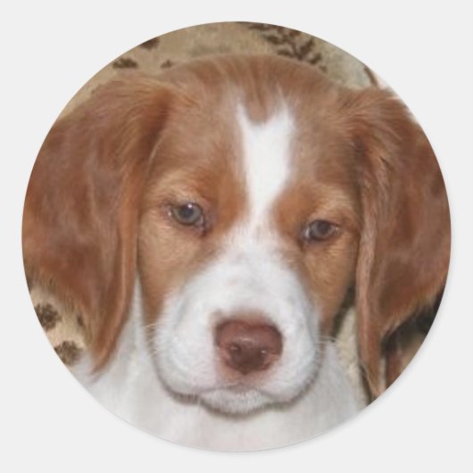 Brittany Puppy Ronde Sticker (Voorkant)