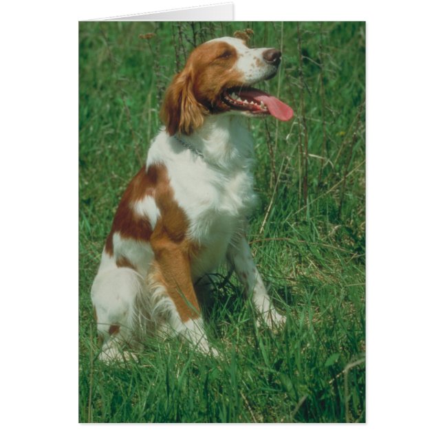 Brittany Spaniel (Voorkant)