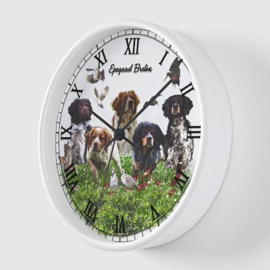 Brittany Spaniel (Hoek)