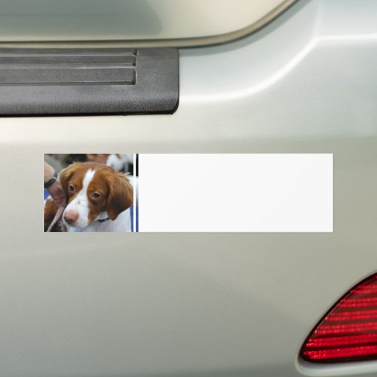 Brittany Spaniel Bumpersticker (Op auto)