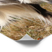 Brittany Spaniel Dog Poster (Hoek)