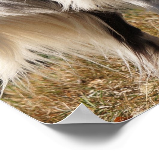 Brittany Spaniel Dog Poster (Hoek)