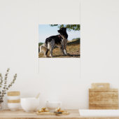Brittany Spaniel Dog Poster (Keuken)