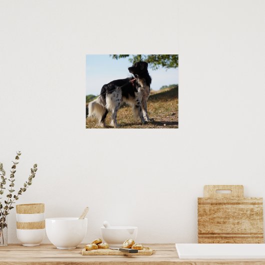 Brittany Spaniel Dog Poster (Keuken)