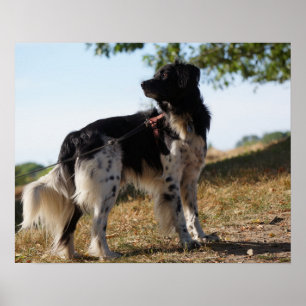 Brittany Spaniel Dog Poster