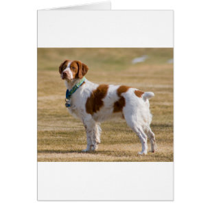 brittany spaniel full.png