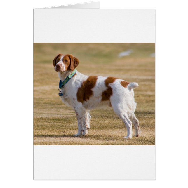 brittany spaniel full.png (Voorkant)
