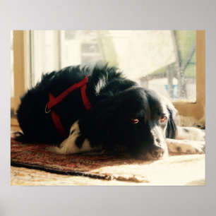 Brittany spaniel Hond Poster