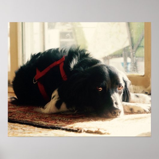 Brittany spaniel Hond Poster (Voorkant)