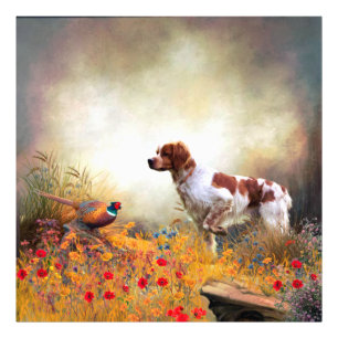 Brittany Spaniel, Hunting Pheasant Foto Afdruk