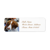 Brittany Spaniel Mailing Labels (Voorkant)