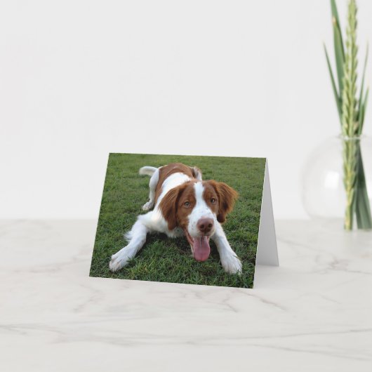 Brittany Spaniel Puppy Dog Blank Note Kaart (Voorkant)