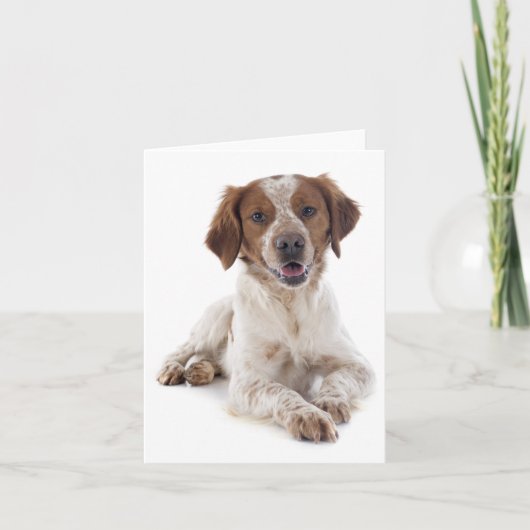 Brittany Spaniel Puppy Dog Blank Note Kaart (Voorkant)
