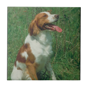 Brittany Spaniel Tile Tegeltje