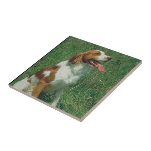 Brittany Spaniel Tile Tegeltje (Zijkant)