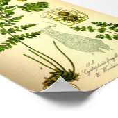 Brittle Bladder Fern (Cystopteris fragilis) Poster (Hoek)