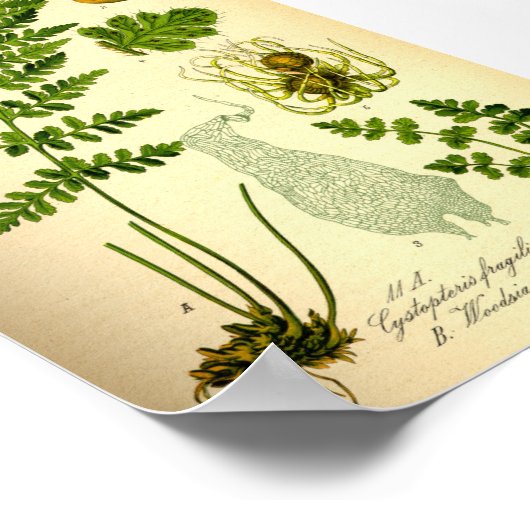 Brittle Bladder Fern (Cystopteris fragilis) Poster (Hoek)