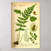 Brittle Bladder Fern (Cystopteris fragilis) Poster (Voorkant)