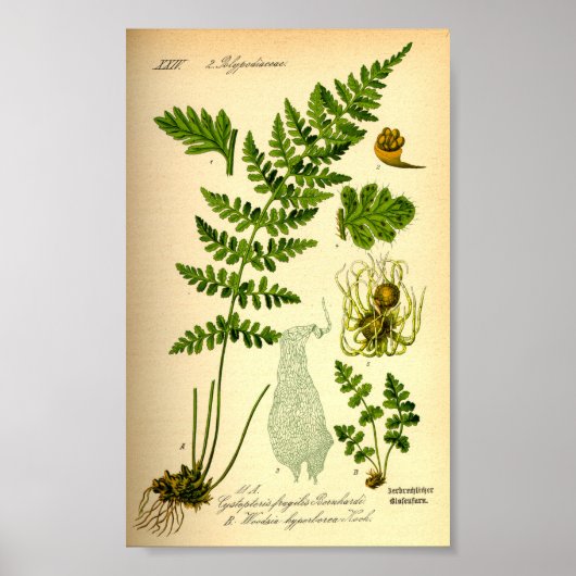 Brittle Bladder Fern (Cystopteris fragilis) Poster (Voorkant)
