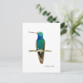 Broad-billed Hummingbird Briefkaart (Staand voorkant)