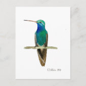 Broad-billed Hummingbird Briefkaart (Voorkant)